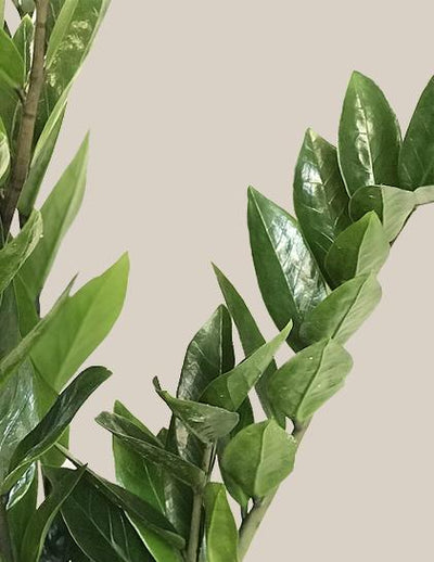 glücksfeder zenzi Zamioculcas Zamiifolia, Zamioculcas Zenzi Glücksfeder, Duo – vielgrün