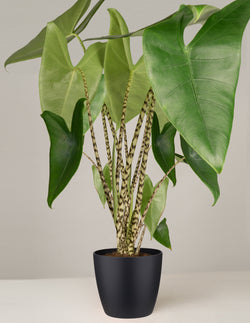 Alocasia Zebrina Pfeilblatt