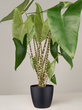 Alocasia Zebrina Pfeilblatt
