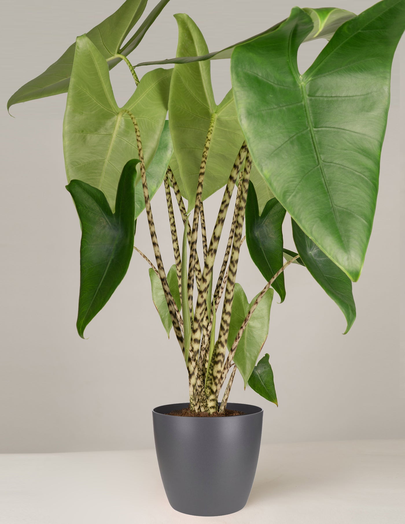 Alocasia Zebrina Pfeilblatt – vielgrün