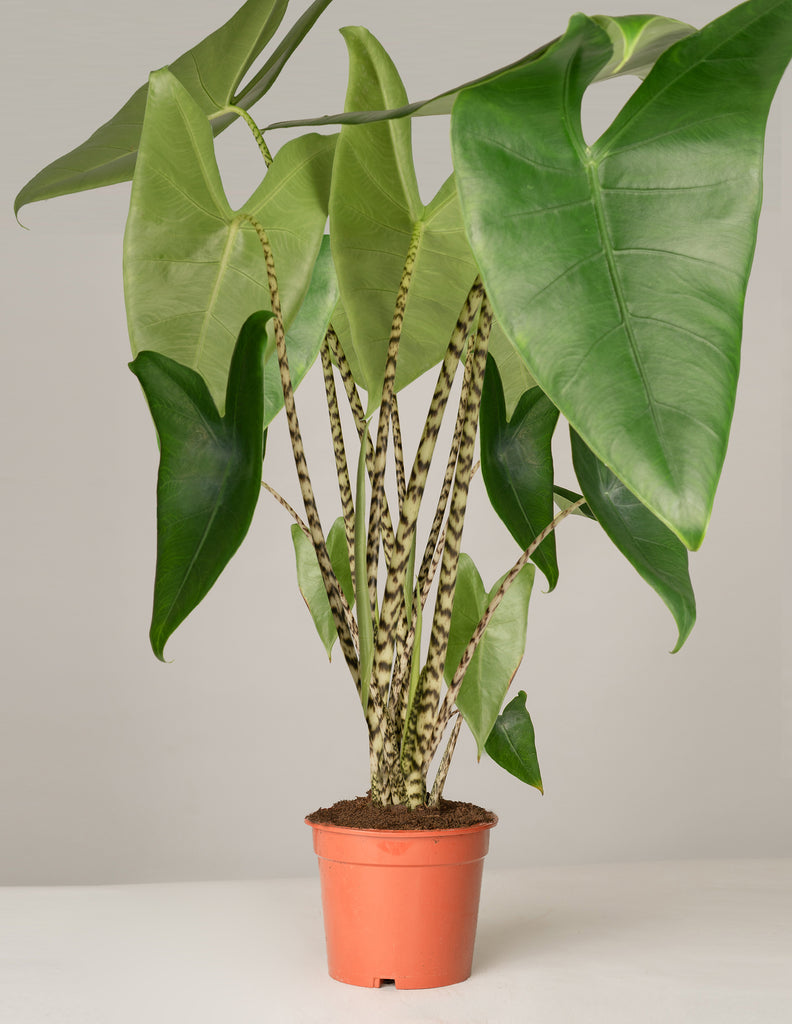 Alocasia Zebrina Pfeilblatt – vielgrün