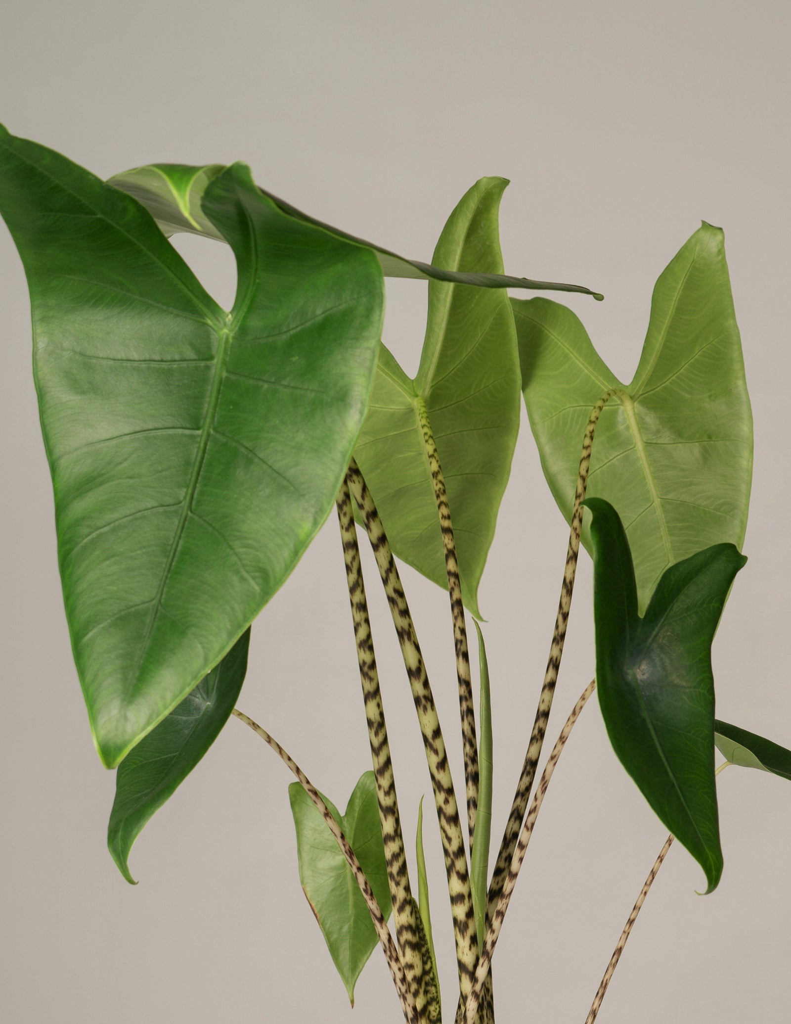 Alocasia Zebrina Pfeilblatt XL – vielgrün