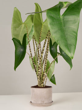Alocasia Zebrina Pfeilblatt XXL mit Übertopf & Untersetzer, 100 cm