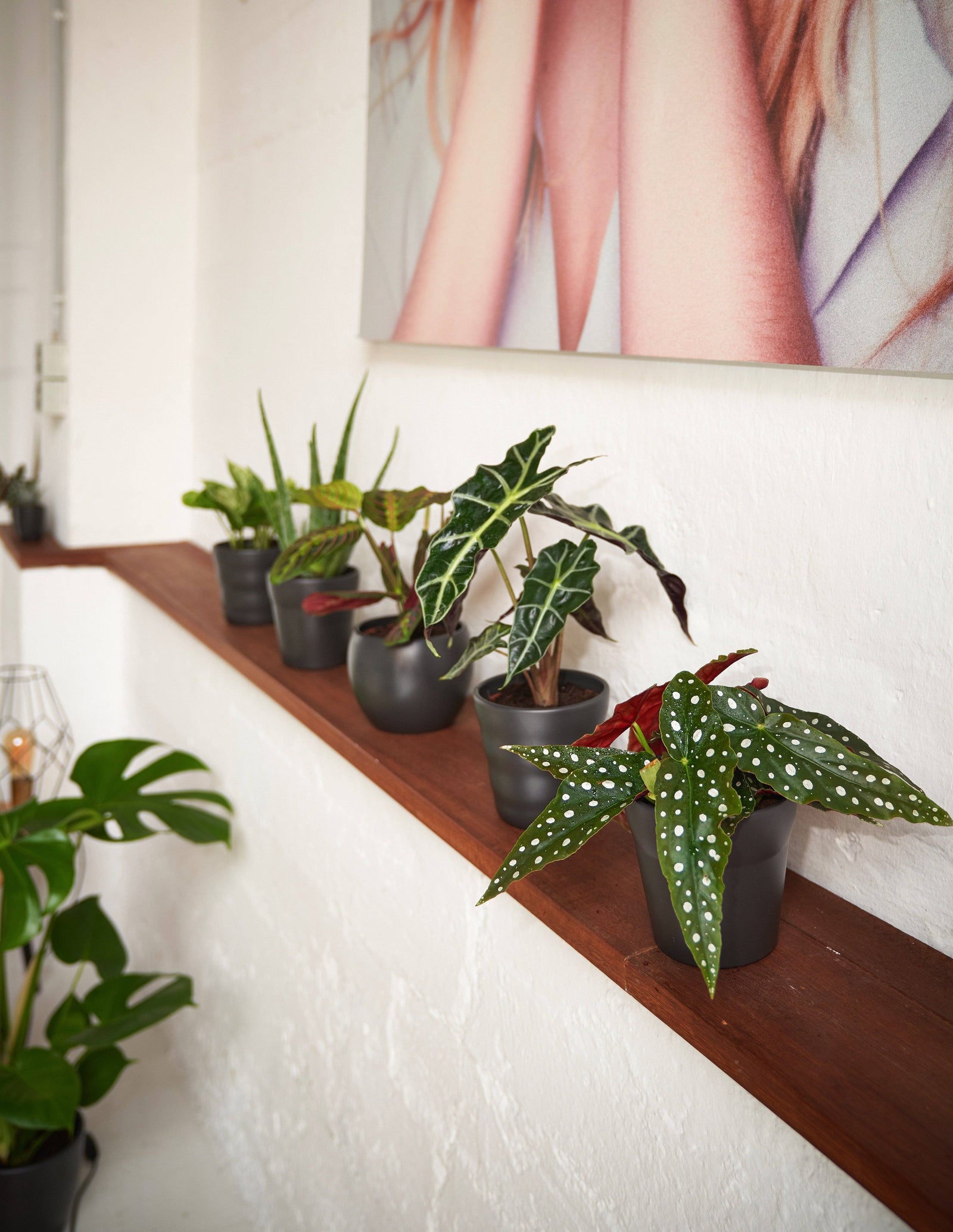 Begonia Maculata Duo mit Übertopf – vielgrün