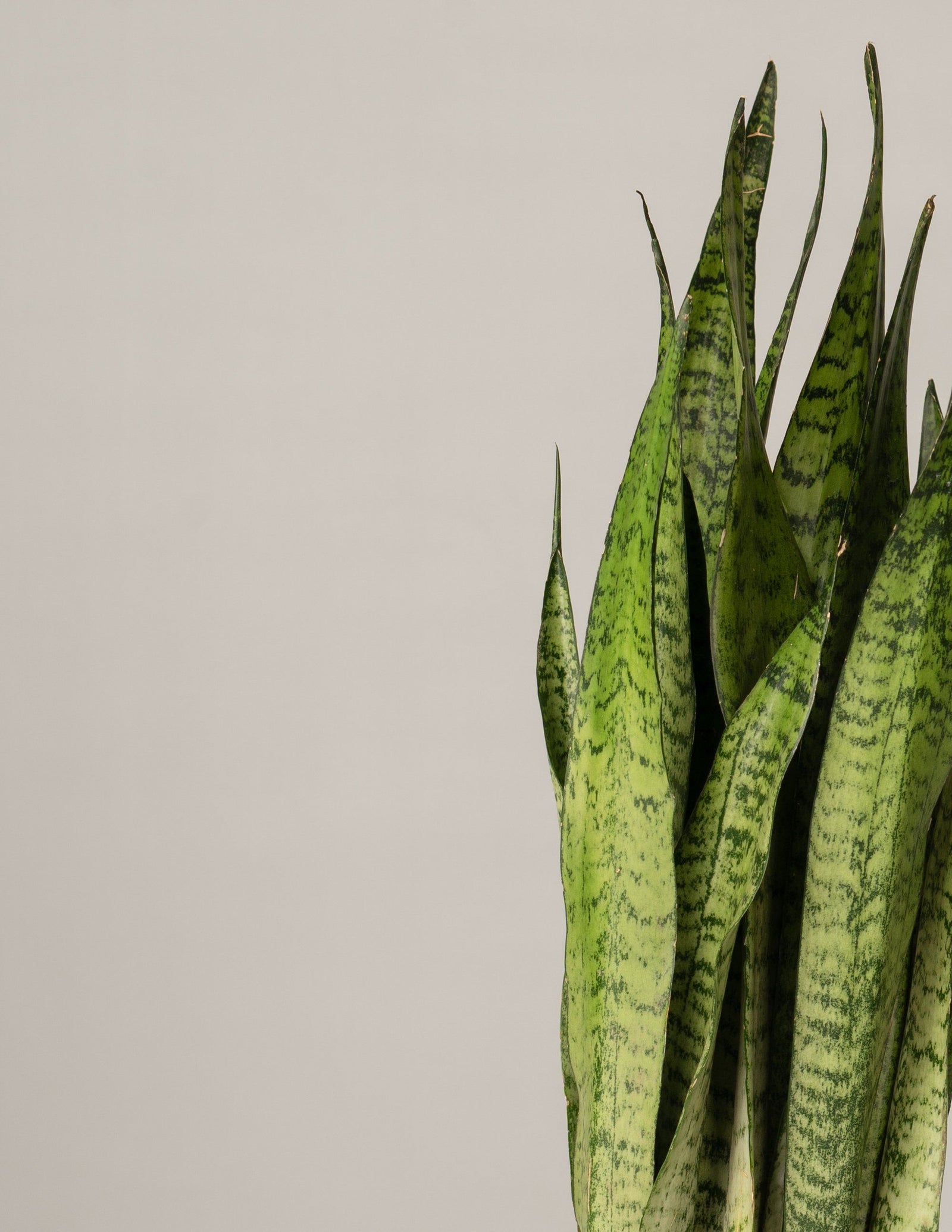 bogenhanf zeylanica Sansevieria Zeylanica Bogenhanf XL – vielgrün