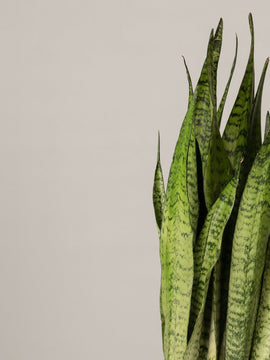 Sansevieria Zeylanica Bogenhanf