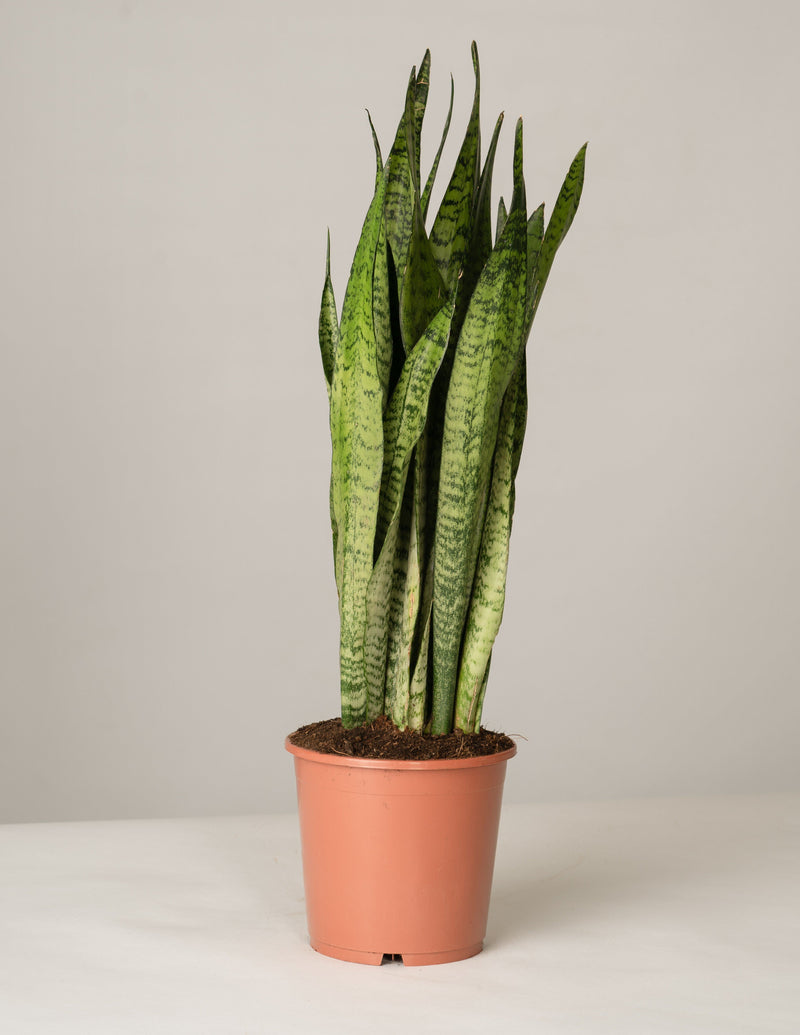 bogenhanf einblatt Sansevieria Zeylanica Bogenhanf XL – vielgrün