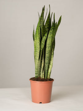 Sansevieria Zeylanica Bogenhanf