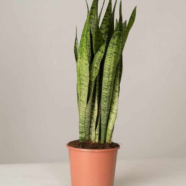 Sansevieria Zeylanica Bogenhanf – vielgrün