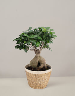 Ficus Ginseng mit Übertopf XL