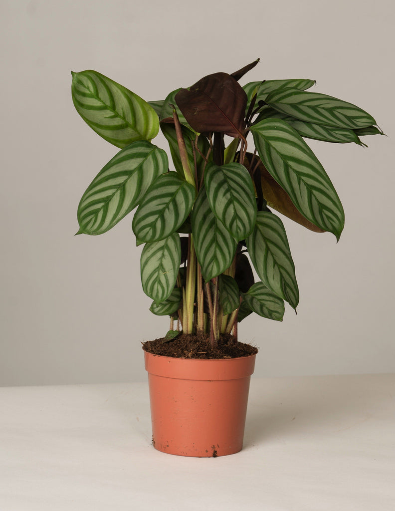 calathea compactstar standort Calathea Compactstar – vielgrün