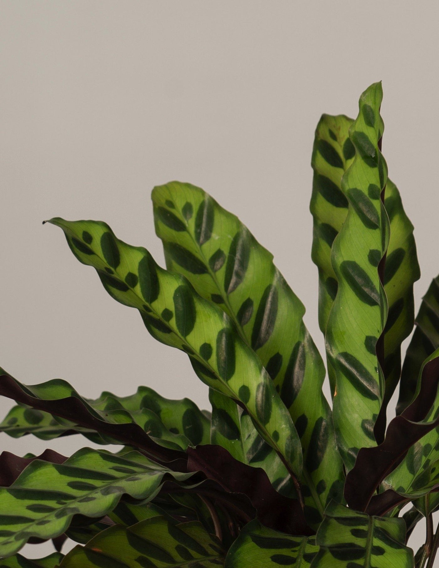 Calathea Lancifolia – vielgrün