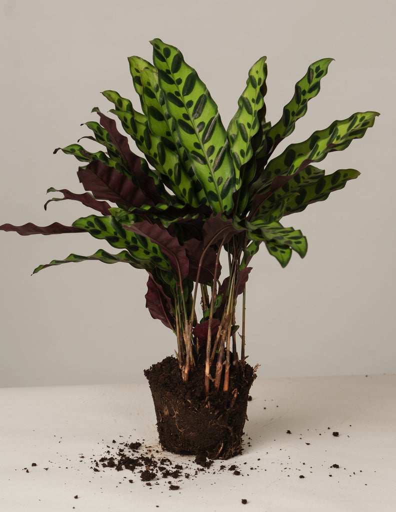 Calathea Lancifolia – vielgrün