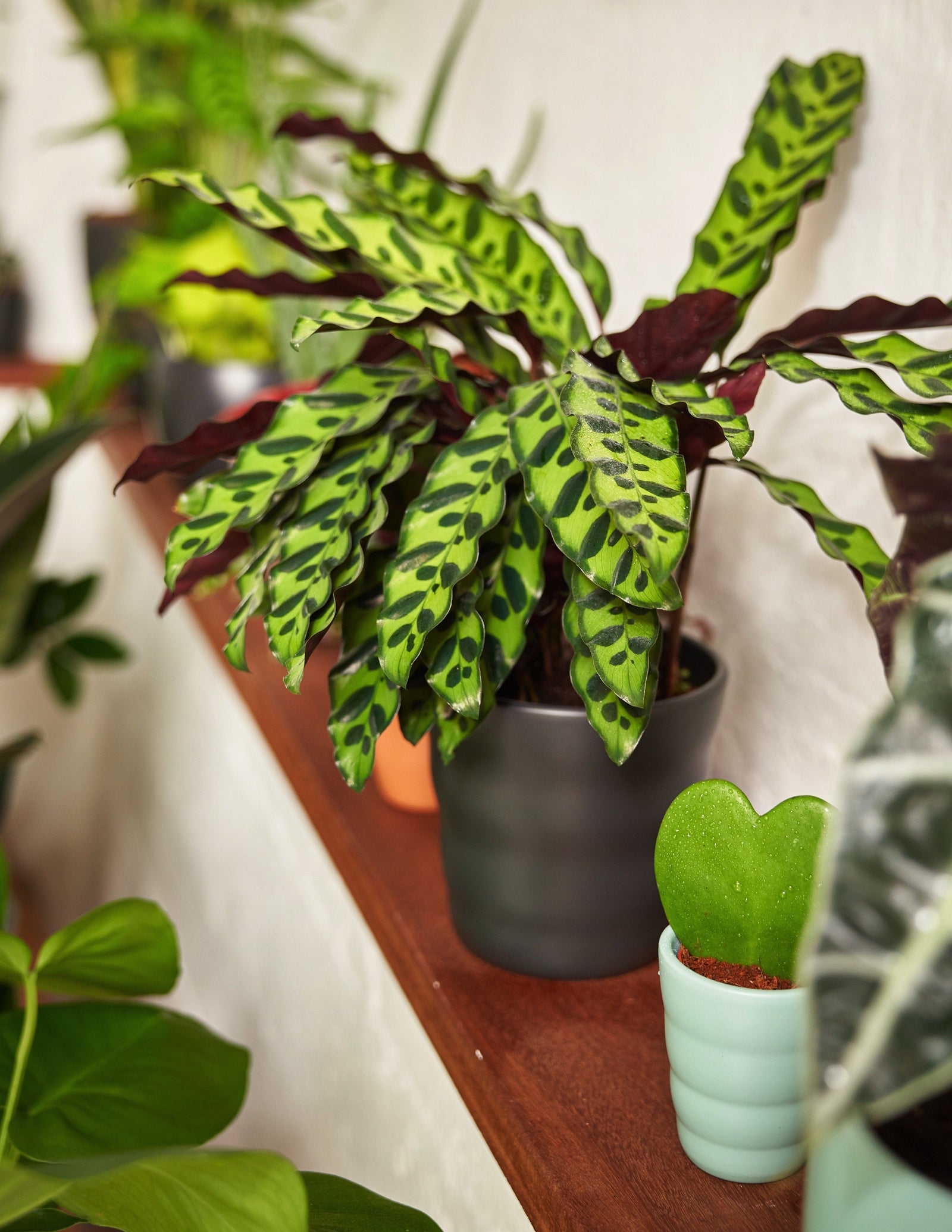 Calathea Lancifolia – vielgrün