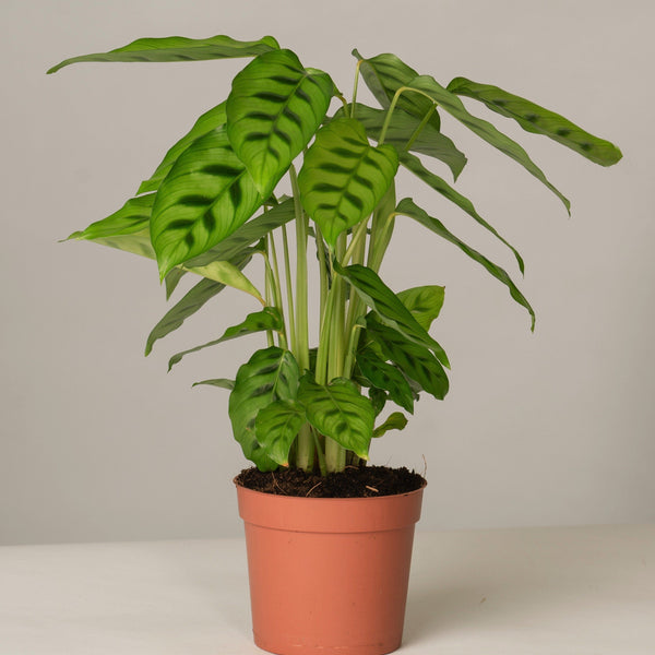 calathea leopardina katze Calathea Leopardina – vielgrün
