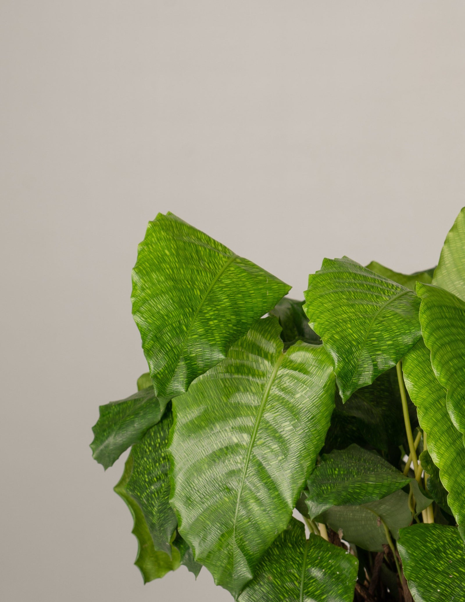 Calathea Network Musaica – vielgrün