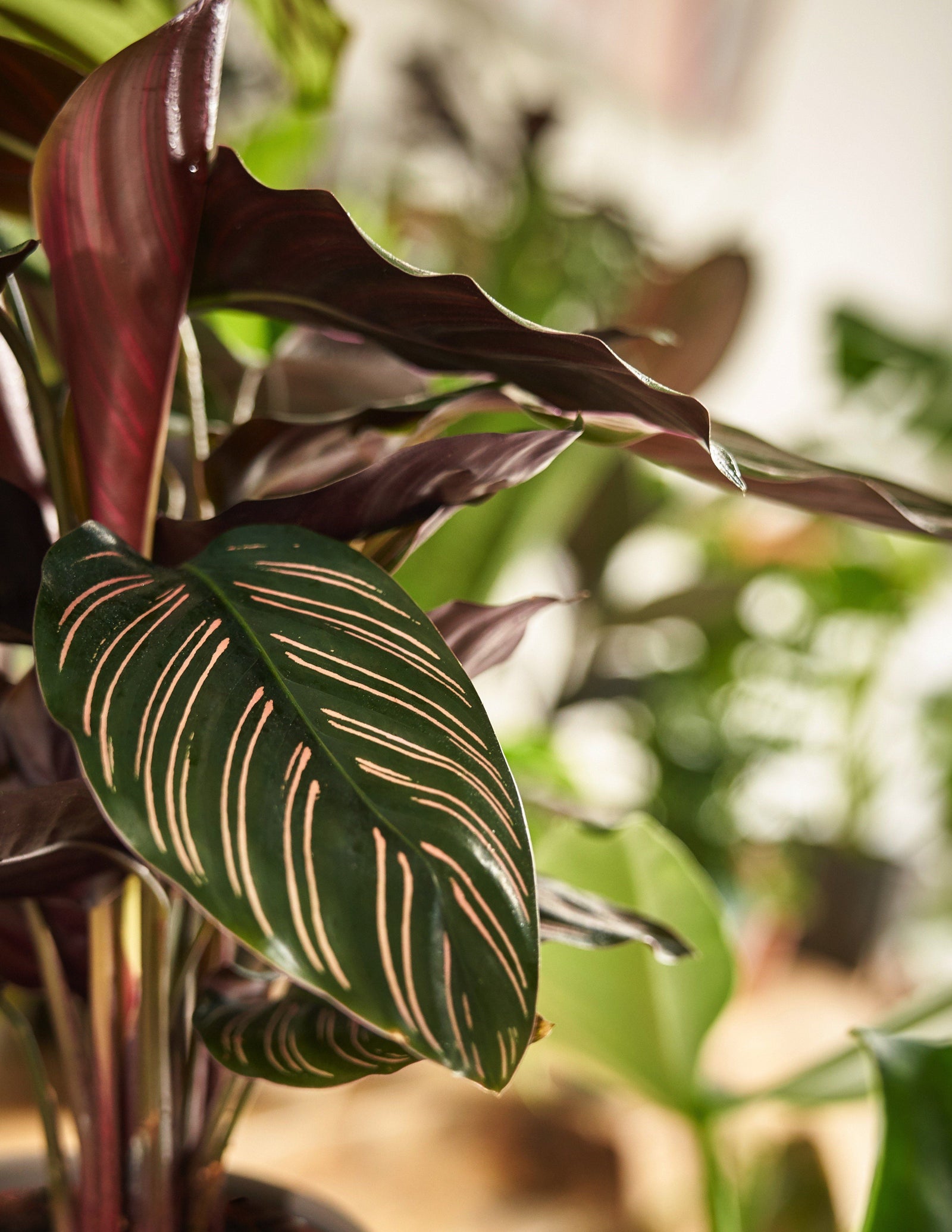 Calathea Ornata – vielgrün
