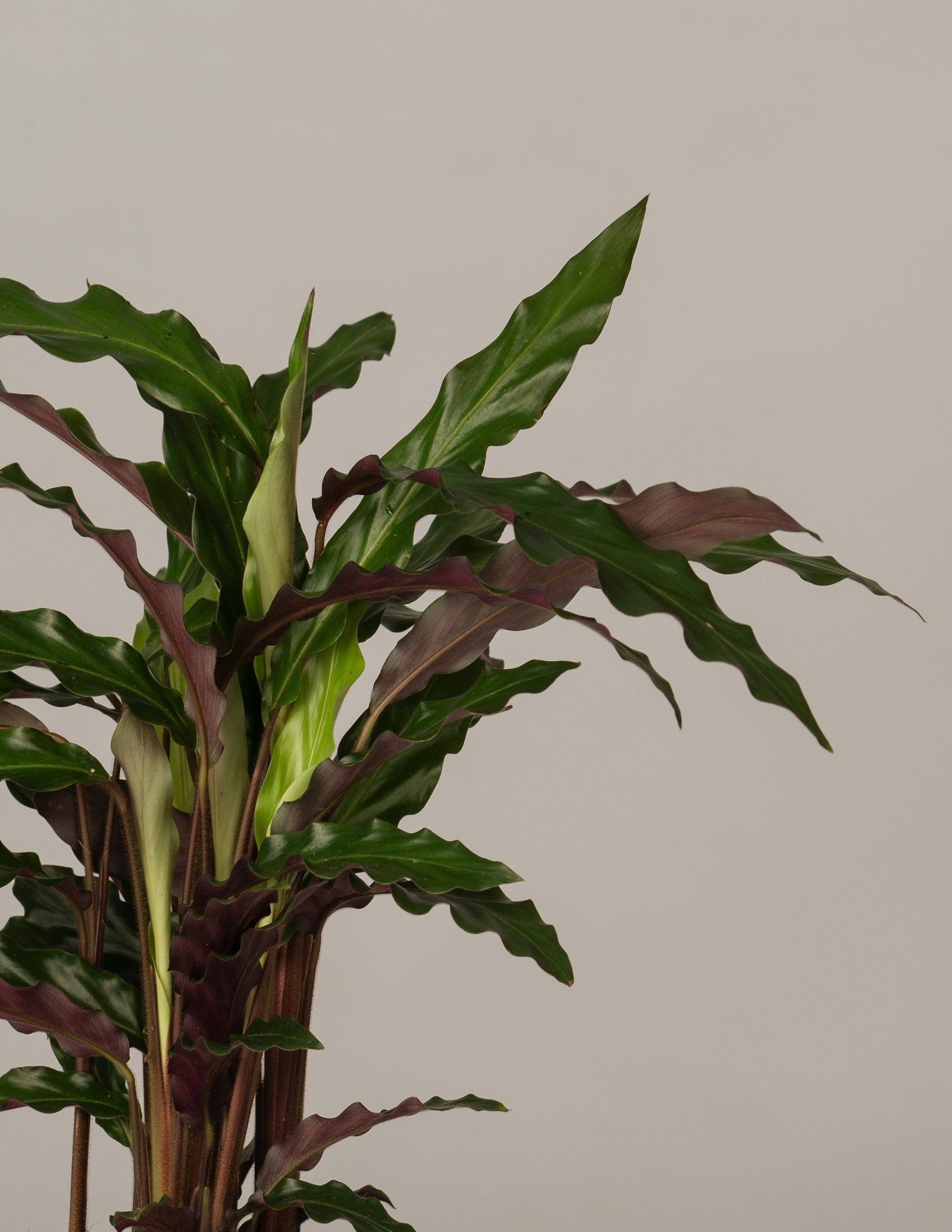 korbmarante rufibarba Calathea Rufibarba Tropistar – vielgrün