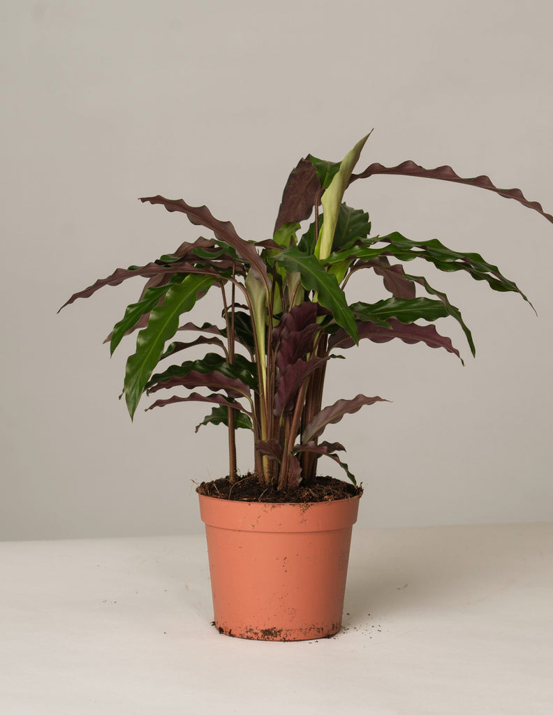 Calathea Rufibarba Tropistar – vielgrün
