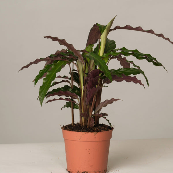 Calathea Rufibarba Tropistar – vielgrün
