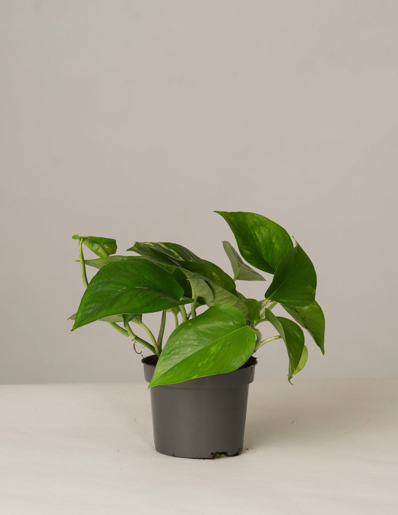 Efeutute Aureum Pinnatum – vielgrün