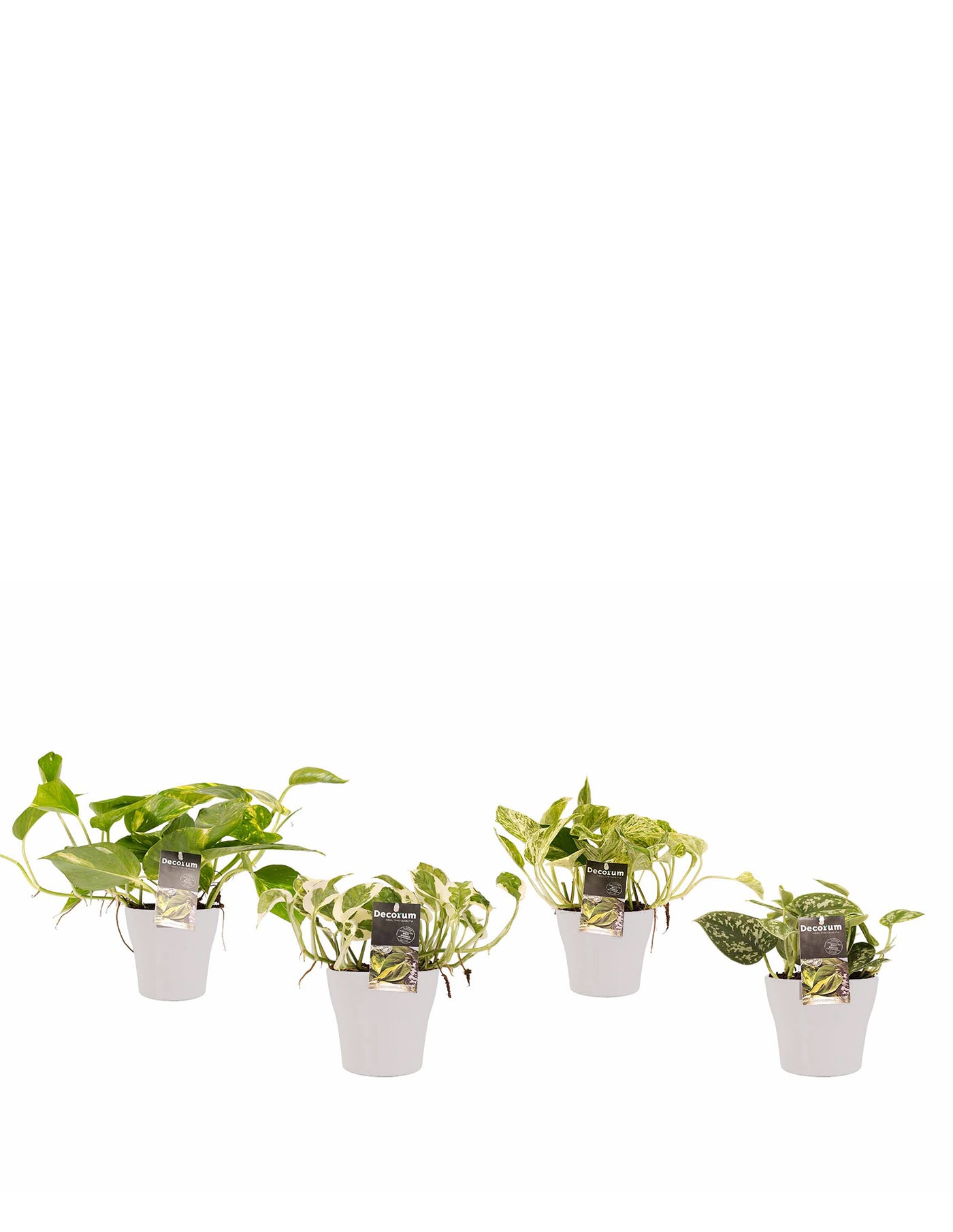 Efeutute Scindapsus Pictus Trebie, Aureum, N'joy, Marble Queen – vielgrün