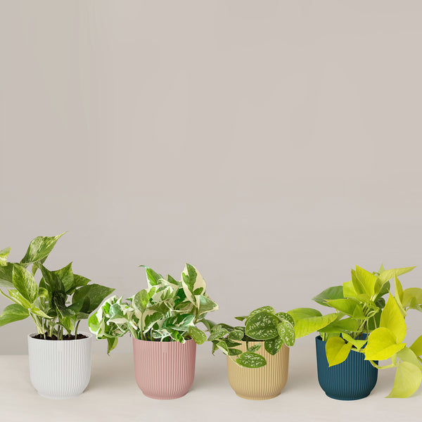 Efeutute Scindapsus Pictus Trebie, Marble Queen, N'joy, Philodendron N –  vielgrün