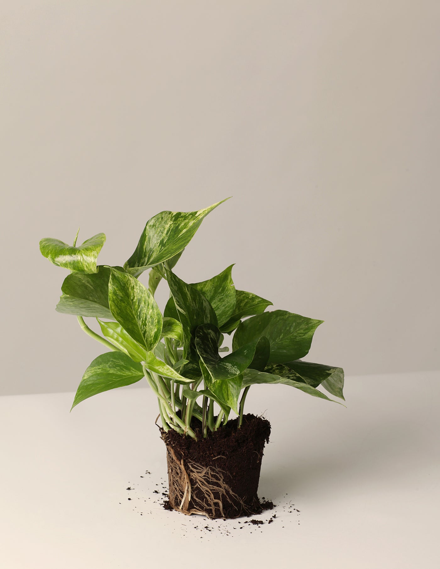 golden queen efeutute Efeutute Scindapsus Pictus Trebie, Aureum, N'joy, Marble Queen – vielgrün