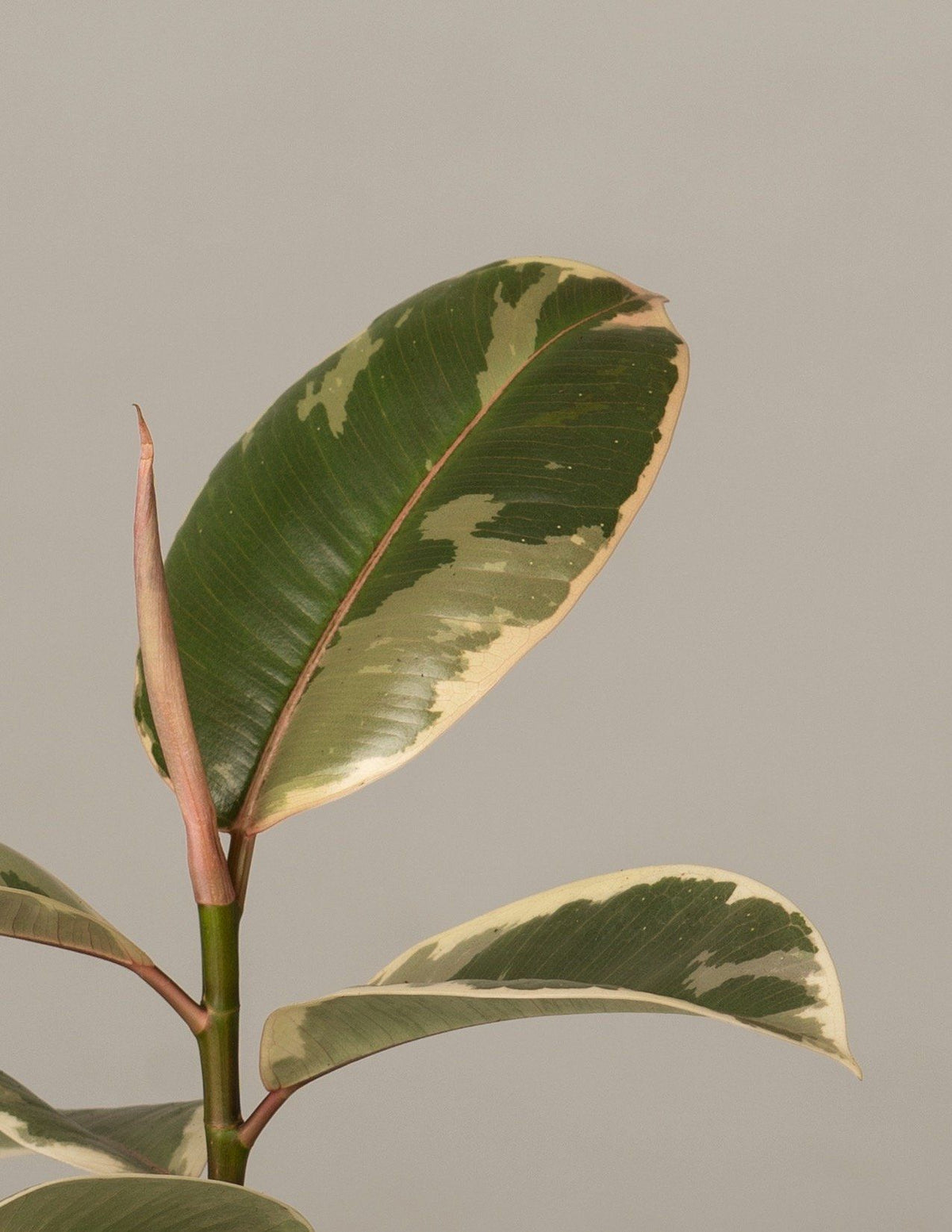 Gummibaum Ficus Elastica Tineke – vielgrün