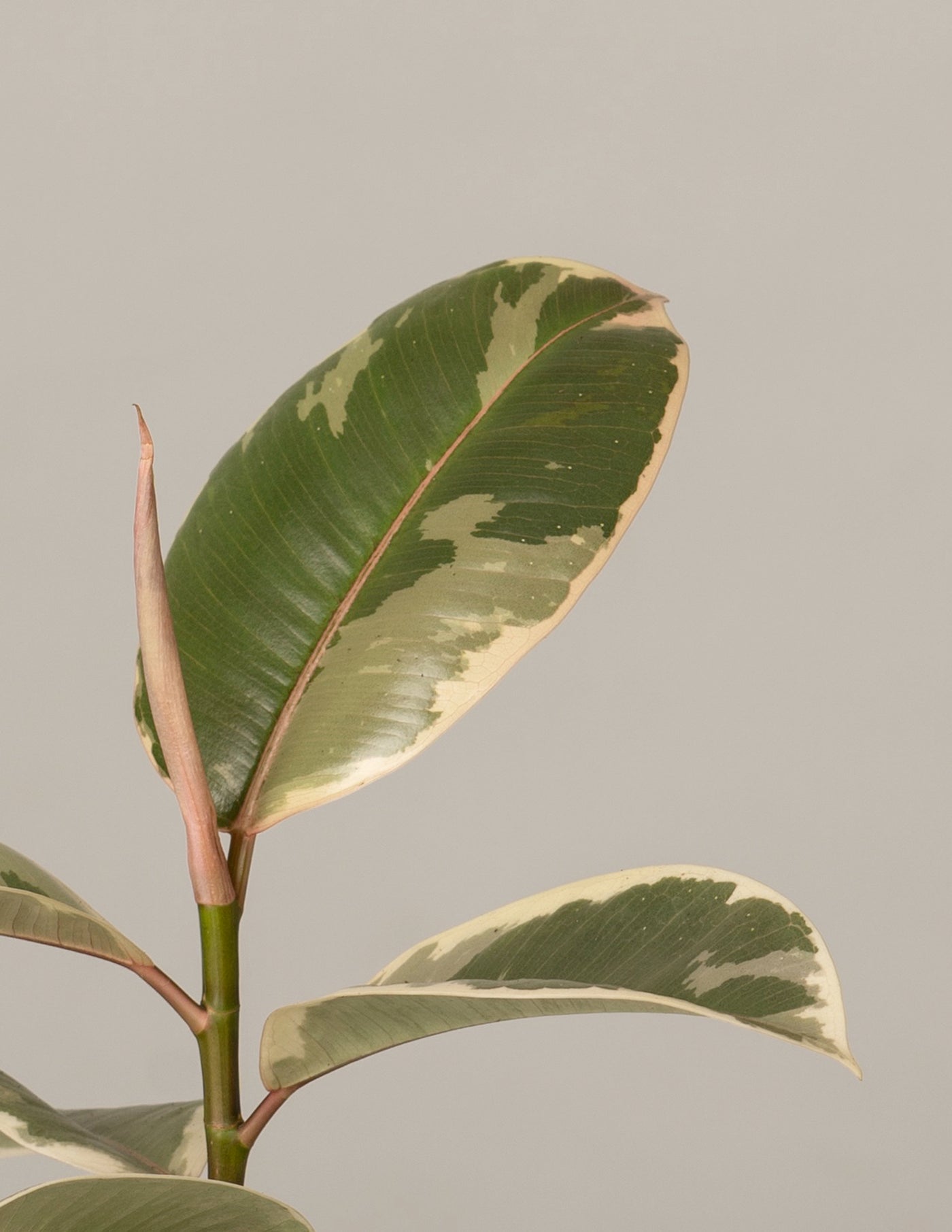 Ficus Robusta, Ficus Tineke, Ficus Belize