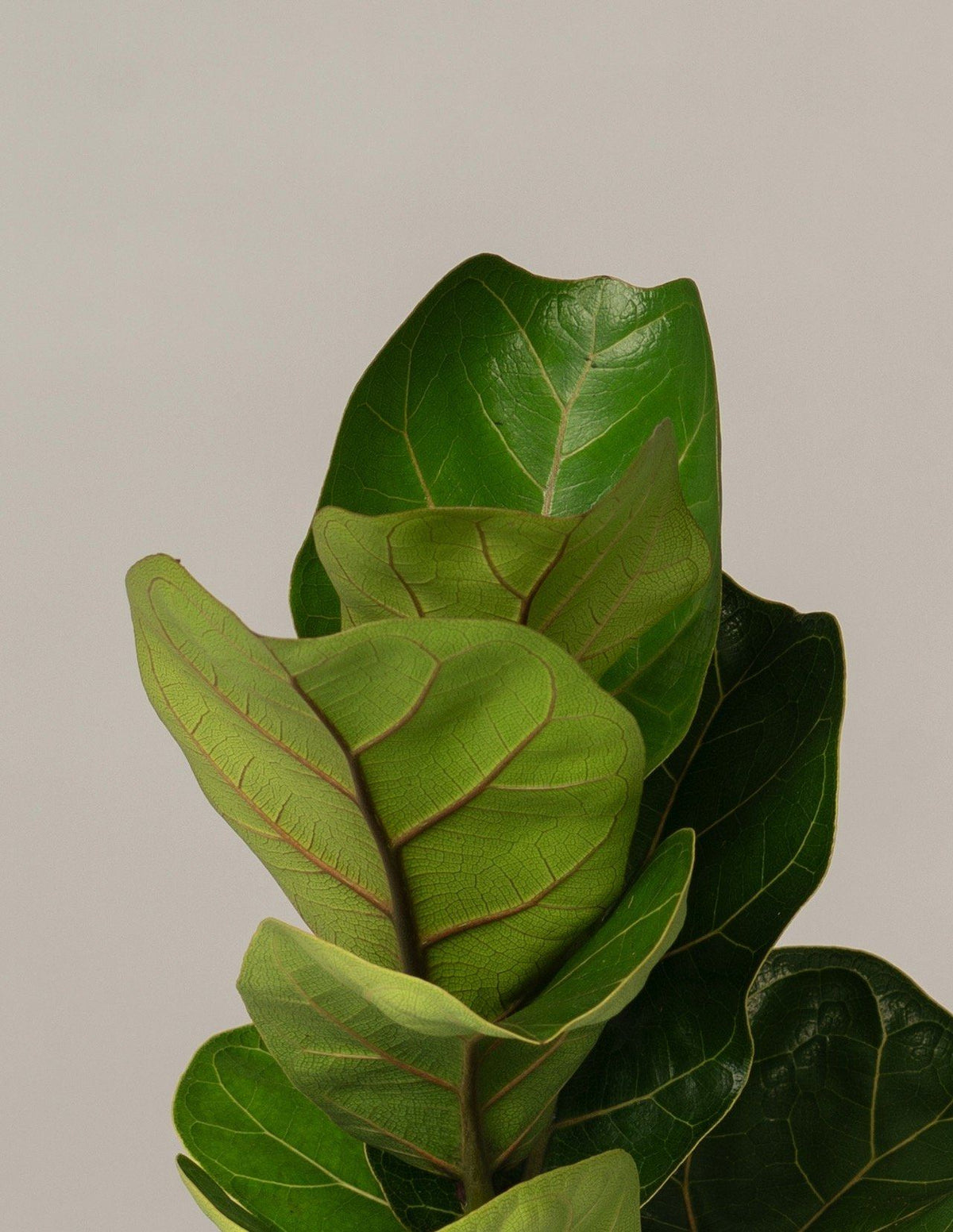 Geigenfeige Ficus Lyrata Bambino – vielgrün
