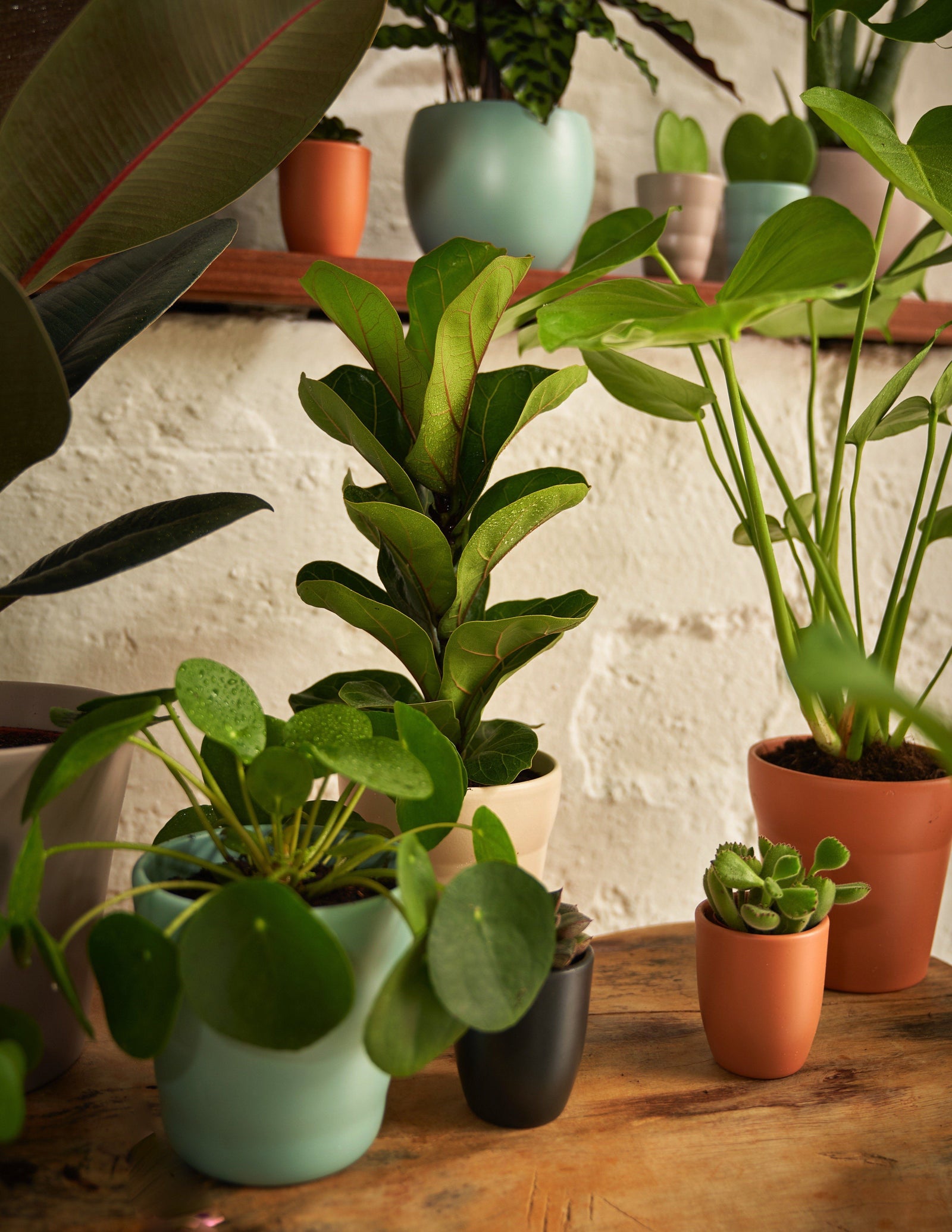 Geigenfeige Ficus Lyrata Bambino – vielgrün