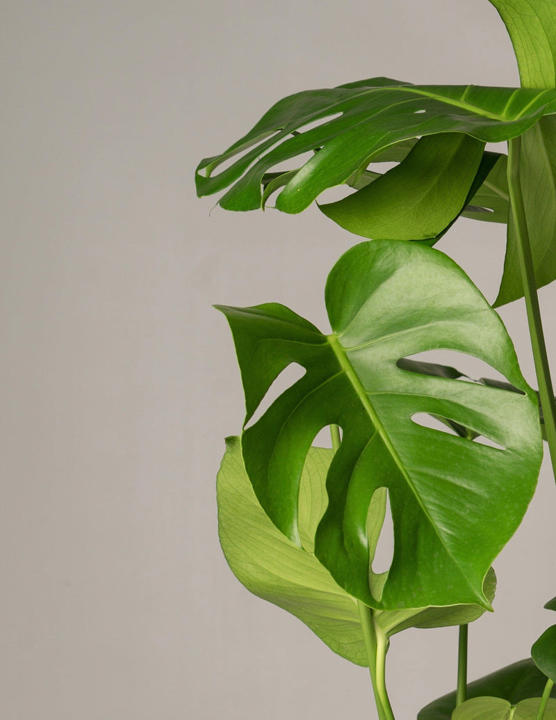 Fensterblatt Monstera Deliciosa - 