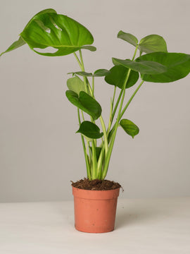 Fensterblatt Monstera Deliciosa