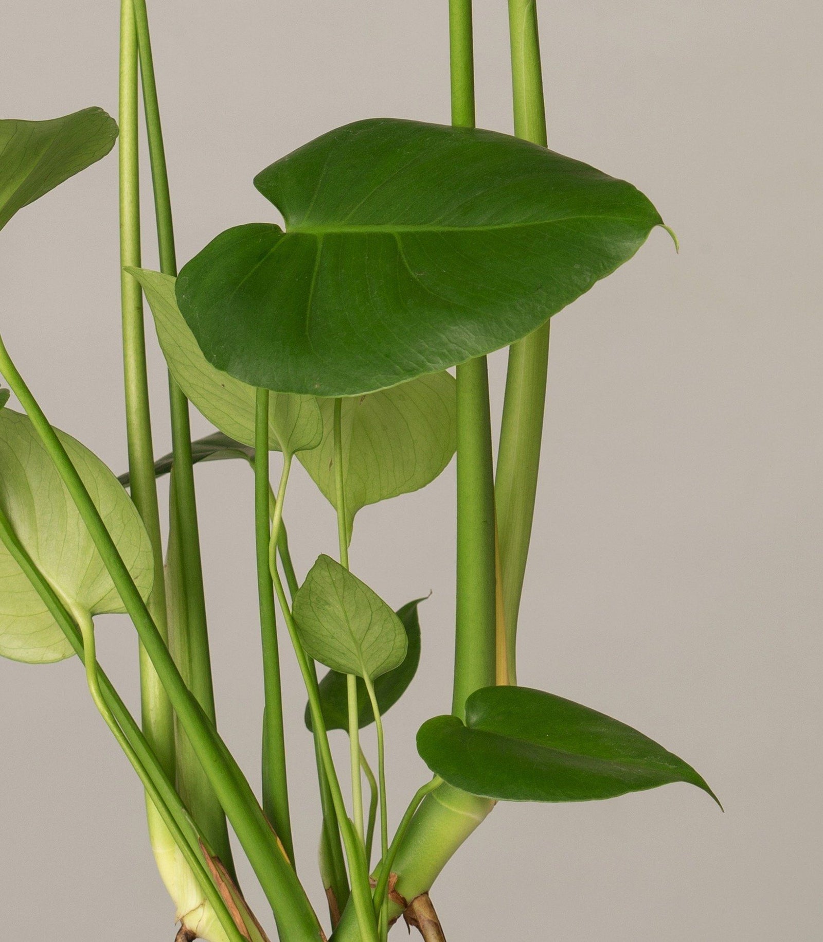 Fensterblatt Monstera Deliciosa – vielgrün