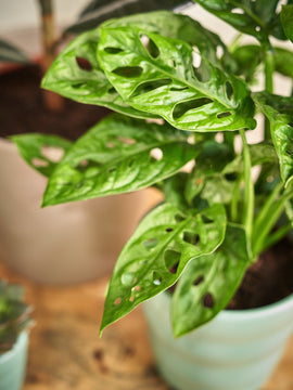 Monstera Adansonii Fensterblatt mit Übertopf