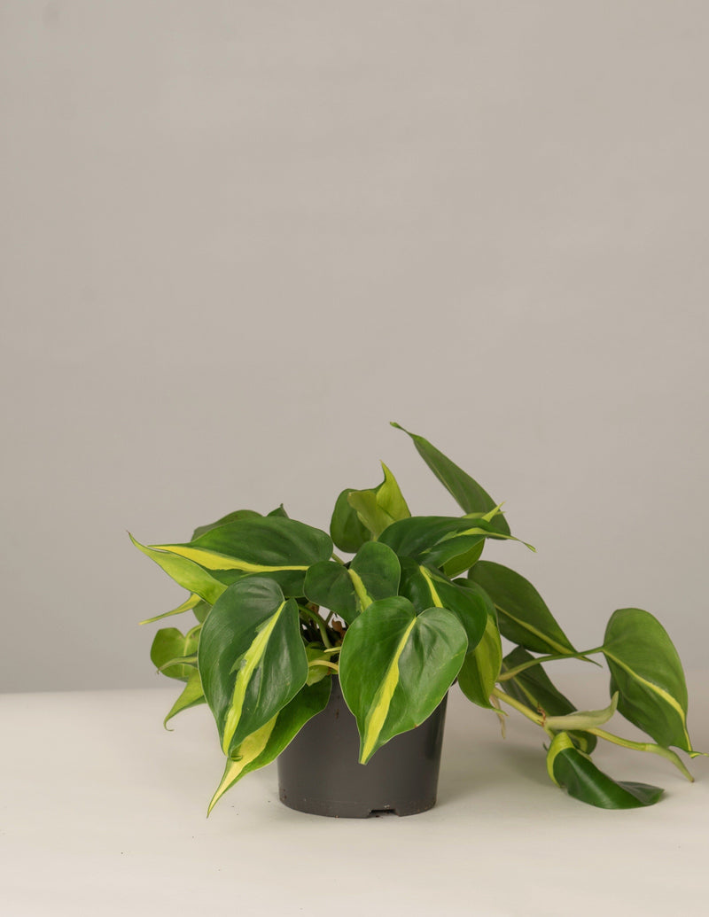 baumfreund philodendron Philodendron Scandens Brazil Baumfreund – vielgrün