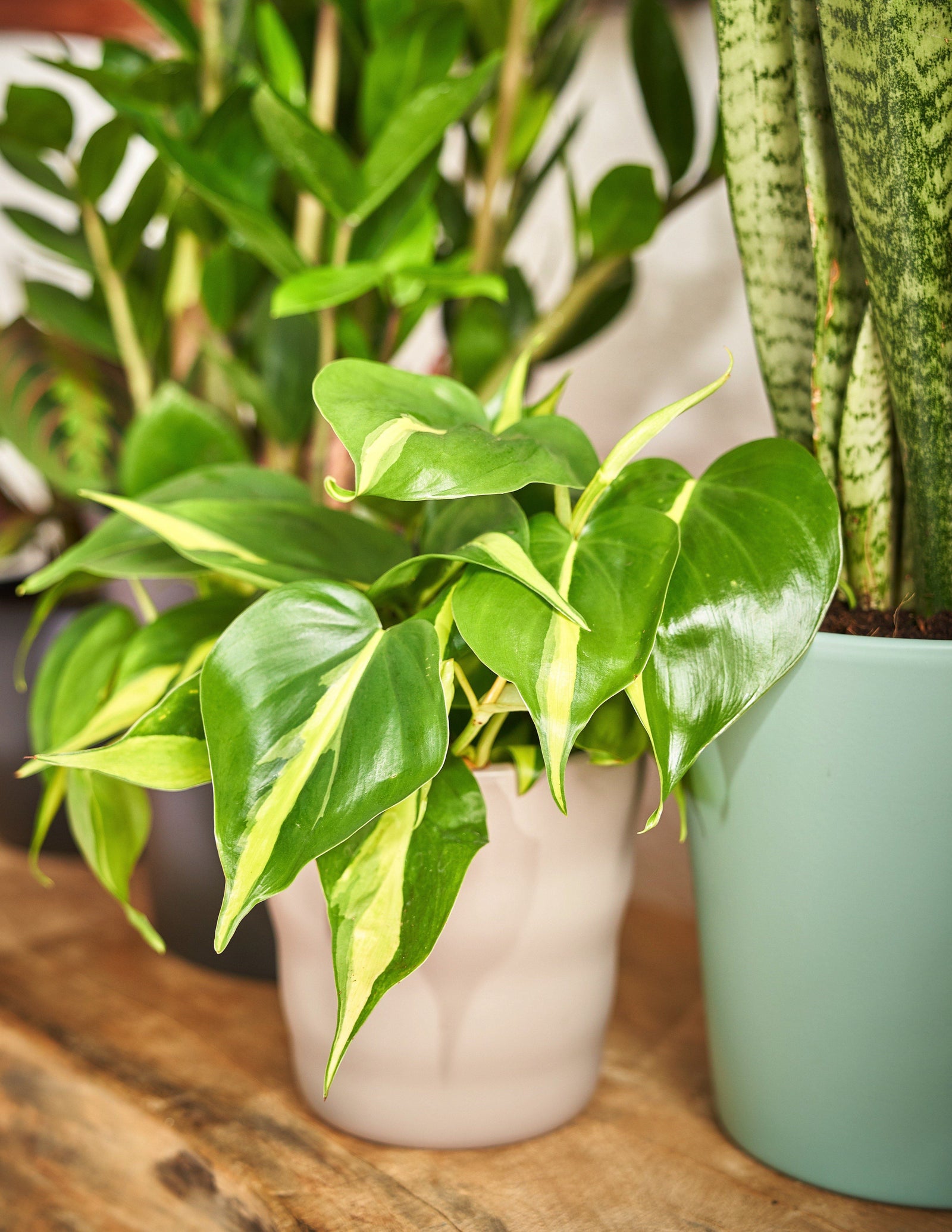 Philodendron Scandens Brazil Baumfreund – vielgrün
