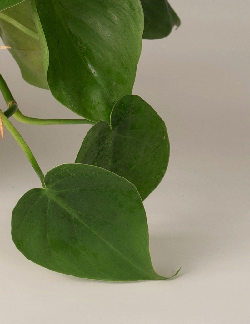 baumfreund philodendron scandens Philodendron Scandens Baumfreund – vielgrün