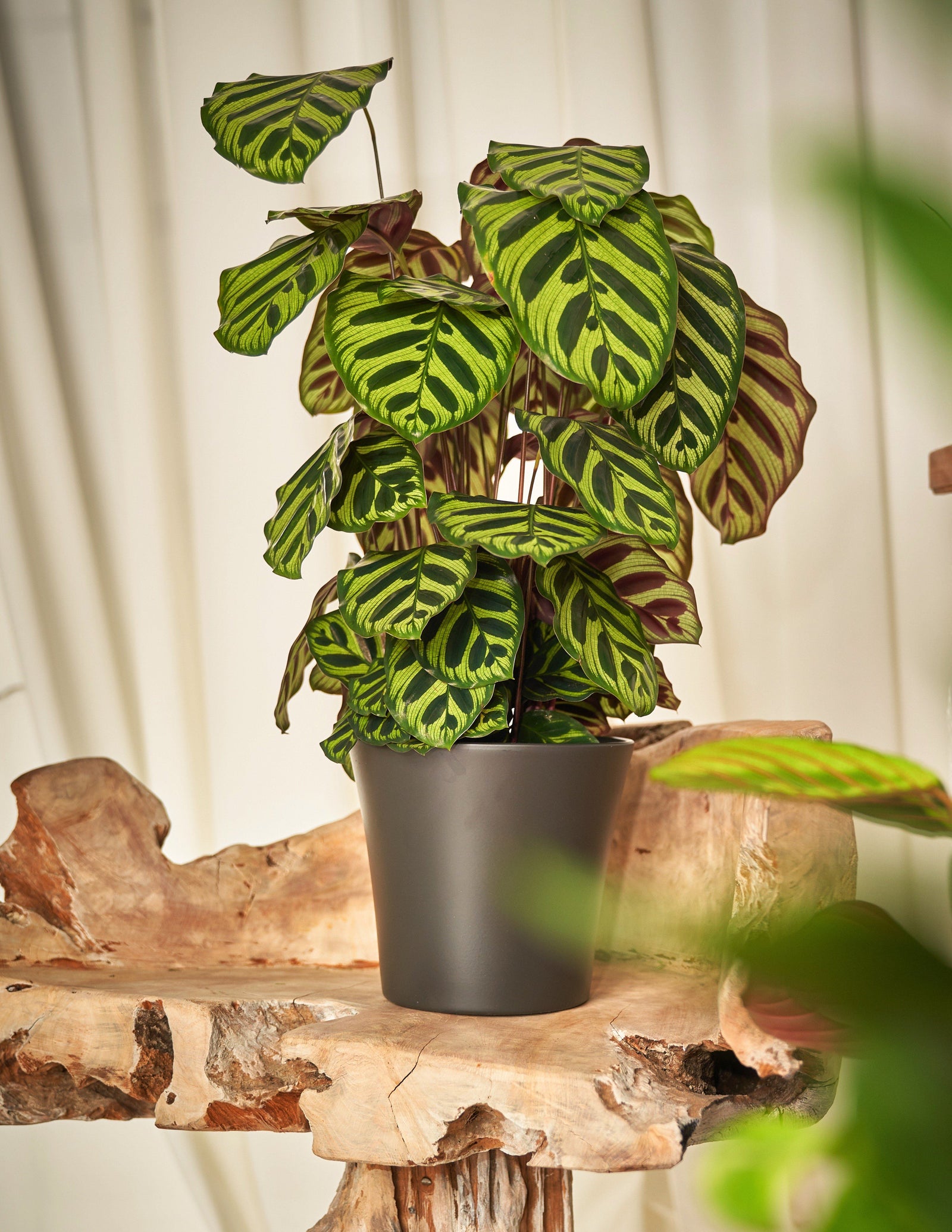 Calathea Makoyana – vielgrün