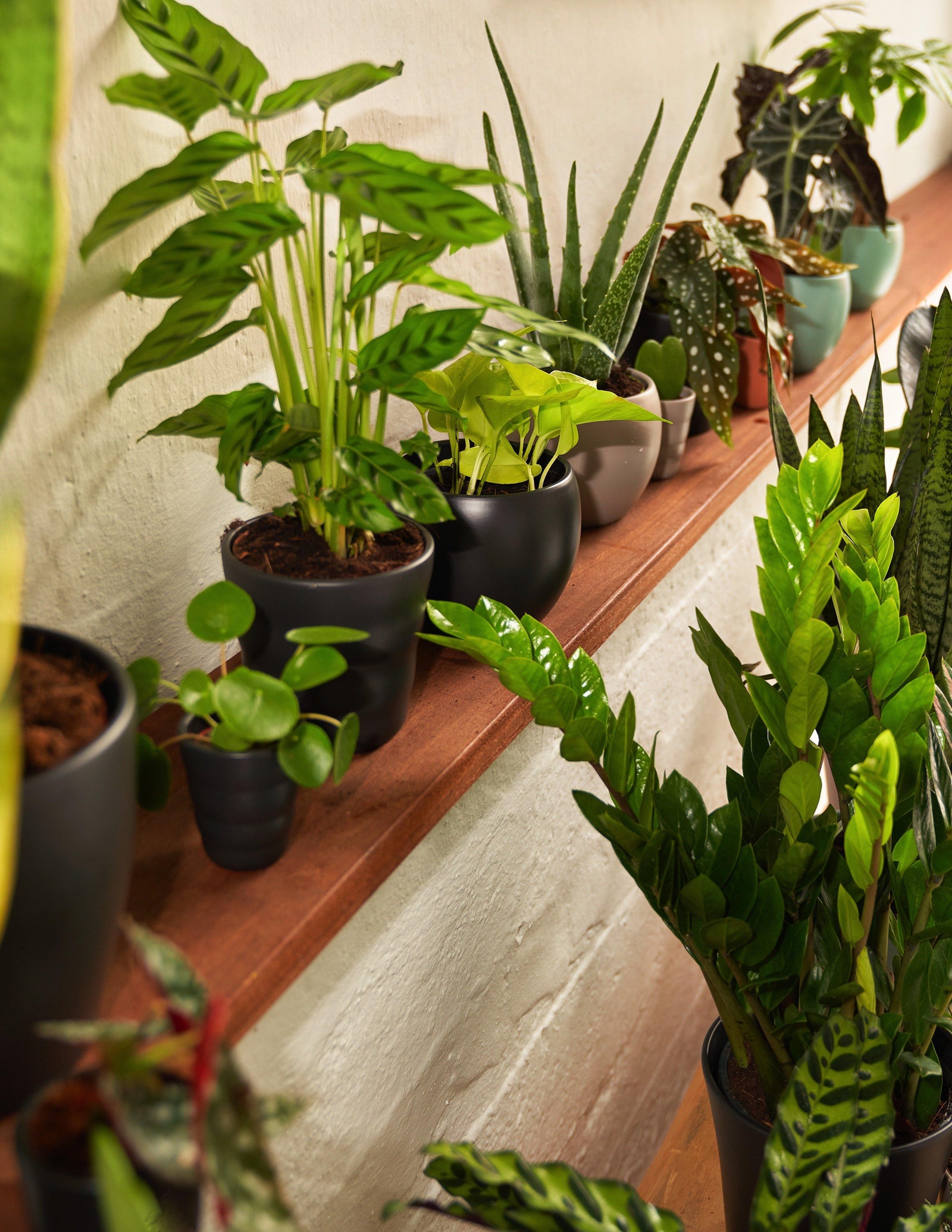 Calathea Leopardina – vielgrün