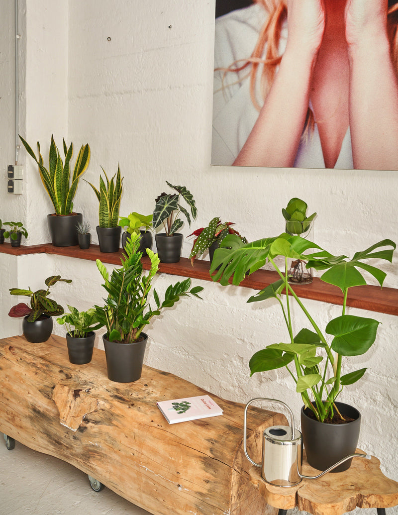 Fensterblatt Monstera Deliciosa - 