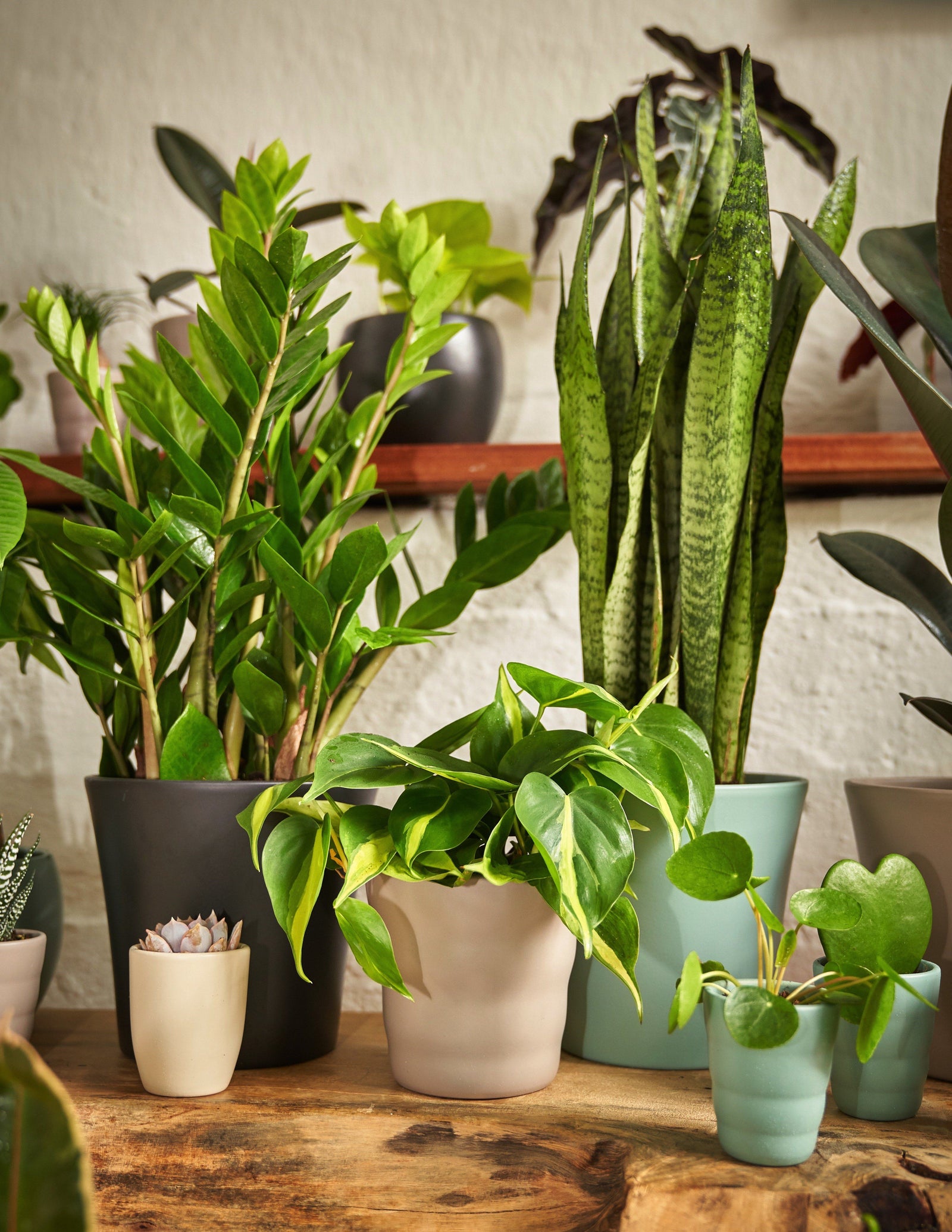Philodendron Scandens Brazil Baumfreund – vielgrün